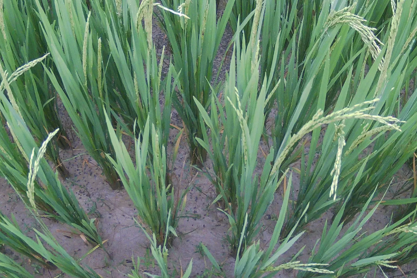Rice Disease Monitoring