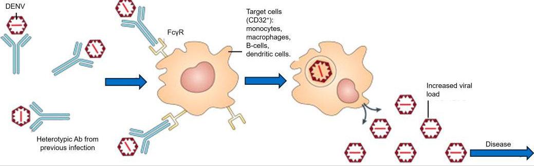 Mining Dengue Virus Immunopeptidome for Next-Generation Vaccine